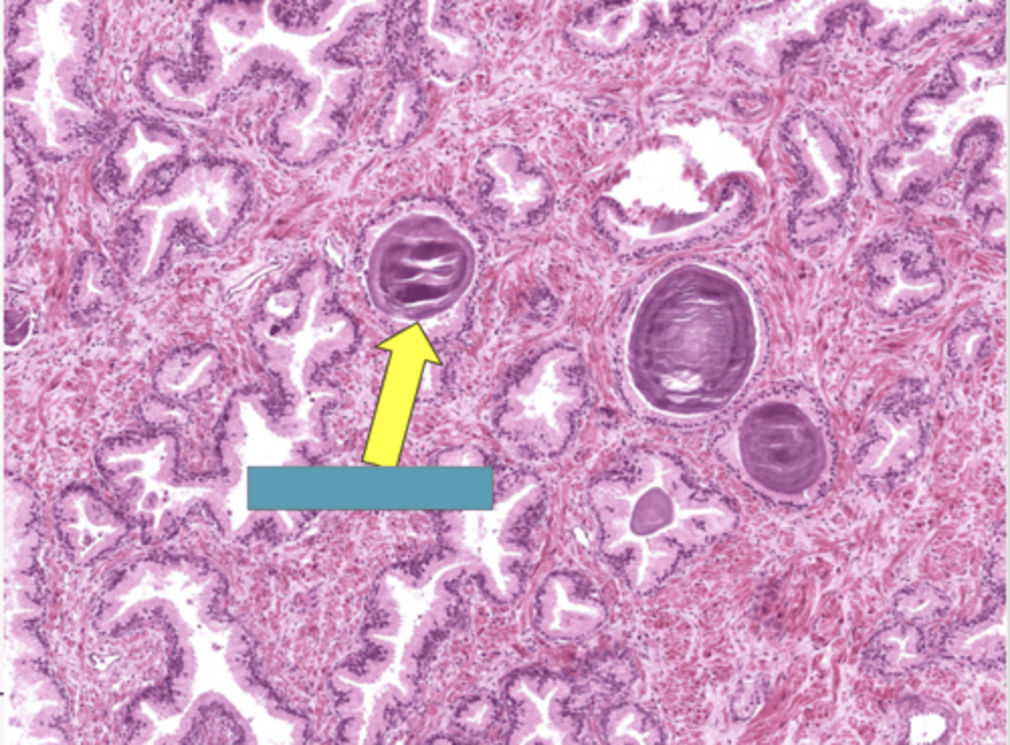 <p>Identity THE ORGAN</p>