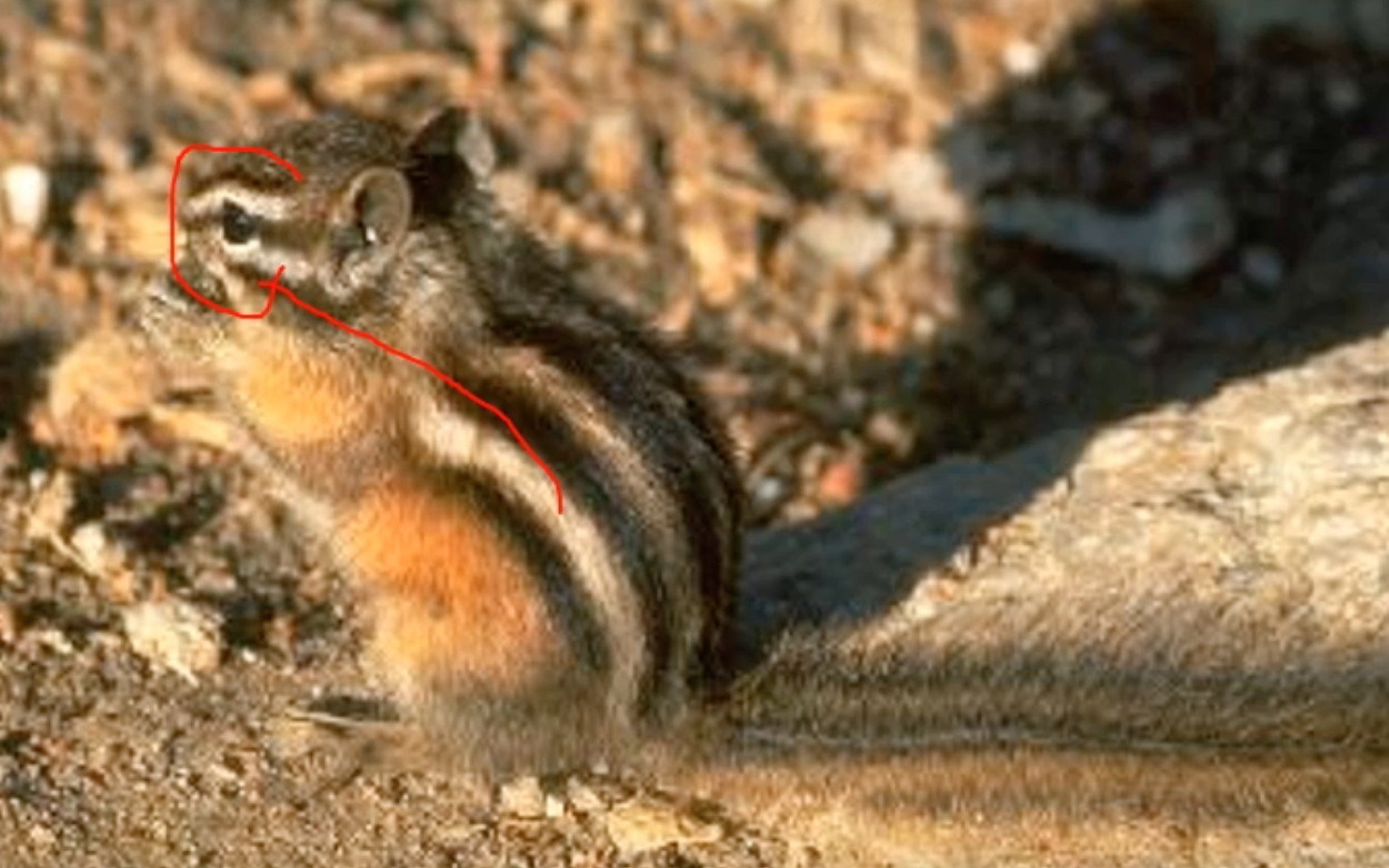Least chipmunk
