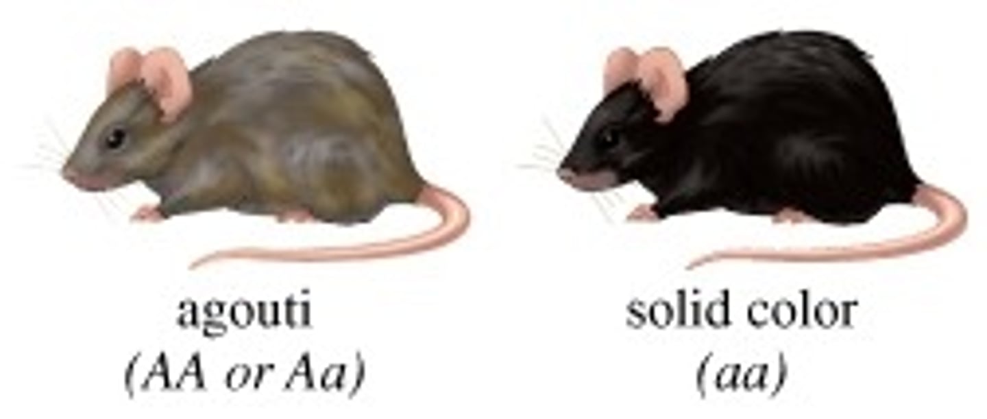 <p>Agouti vs nonagouti</p><p>dominant to almost all other coat color variants</p>