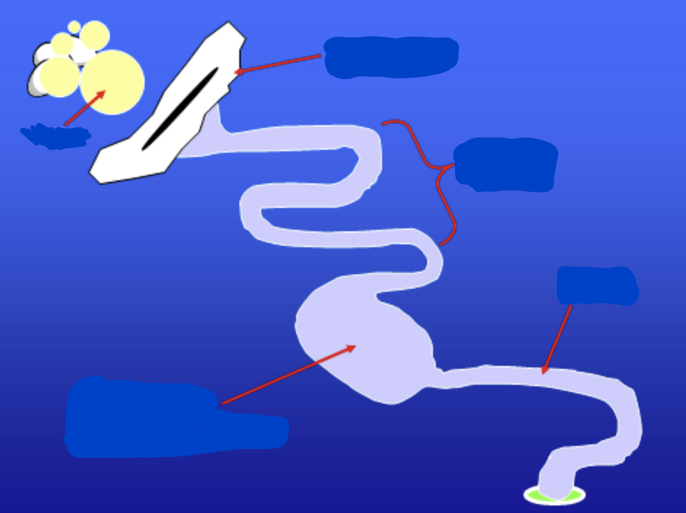 term image
