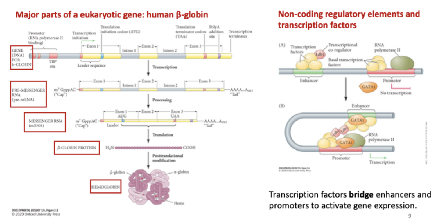<p><strong>explain the anatomy of a gene</strong></p>