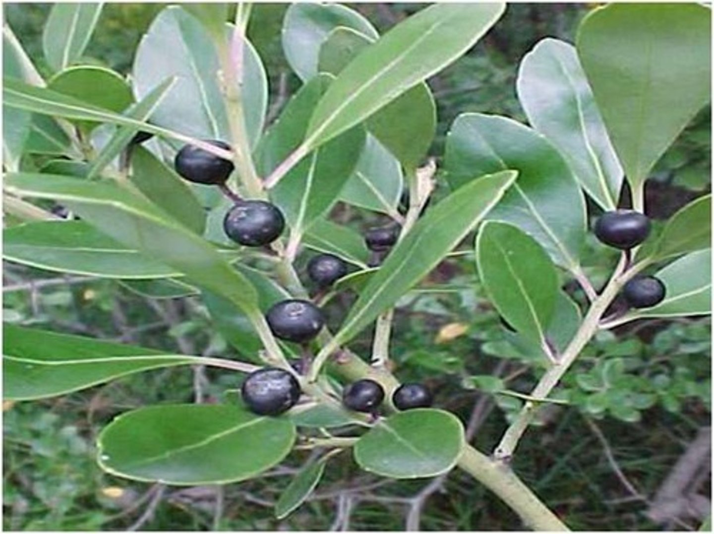 <p>-Black berries<br>-Glossy leaves</p>
