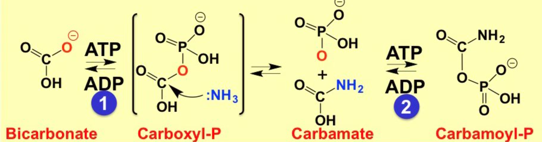 <ul><li><p>main ammonia-assimilating reaction in mitochondria</p></li><li><p>highly energy-dependent reaction</p></li><li><p>1st reaction resembles glutamine synthetase reaction and second reaction is a phosphorylation reaction</p></li></ul>