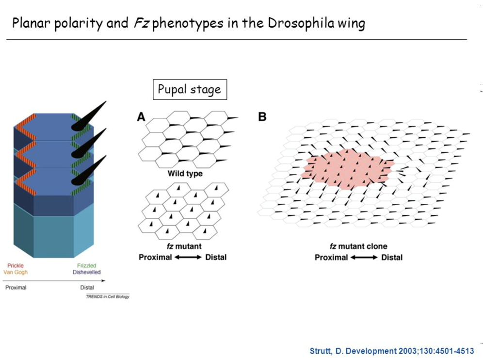 left-to-right cell polarity

* **proximal** and **distal** sides of cell

\
key example is fruit fly wing bristles

* __cell autonomous__: phenotype comes from mutation in own cell
* __non-autonomous__: phenotype comes from outside of the cell
* since mutant **frizzled** cells affect surrounding WT cells, this mutant is **non-autonomous**