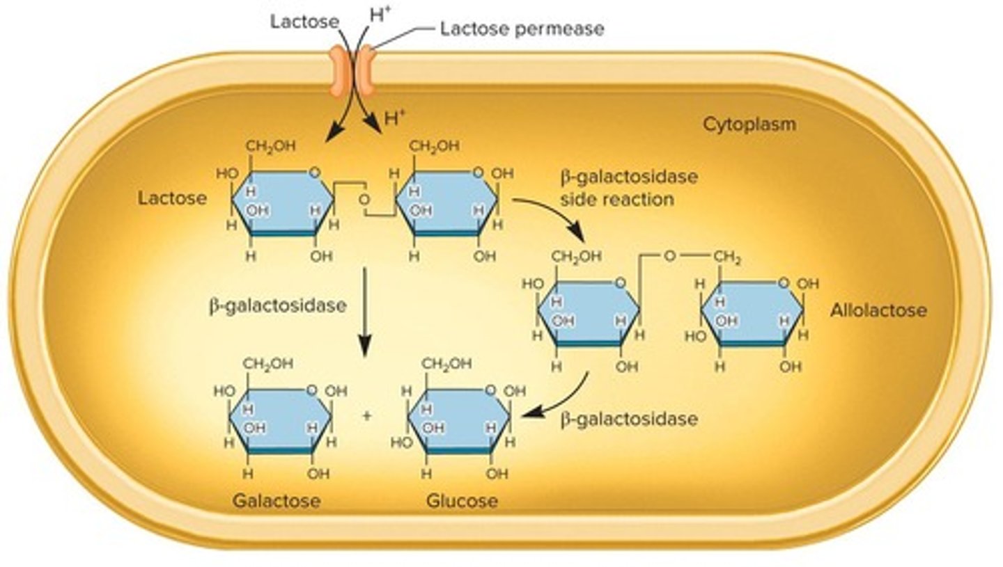 <p>A protein-coding gene that codes for β-galactosidase, which cleaves lactose and converts it to allolactose.</p>