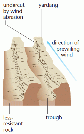 <ul><li><p>elongated ridges separated by deep groves cut into the desert surface </p></li><li><p>vary in size from cm- 100s of m and km in height </p></li><li><p>weaker rocks eroded by abrasion to form troughs in the direction of prevailing wind </p></li><li><p>tougher rocks left upstanding </p></li><li><p>don’t develop in regions with multidirectional winds  </p></li></ul>