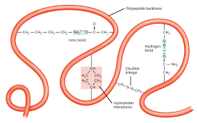 <p>The R groups are attracted to each other, causing <u>ionic</u> bonds, changing the structure of the protein. This level causes the protein to form a 3-D shape.</p>