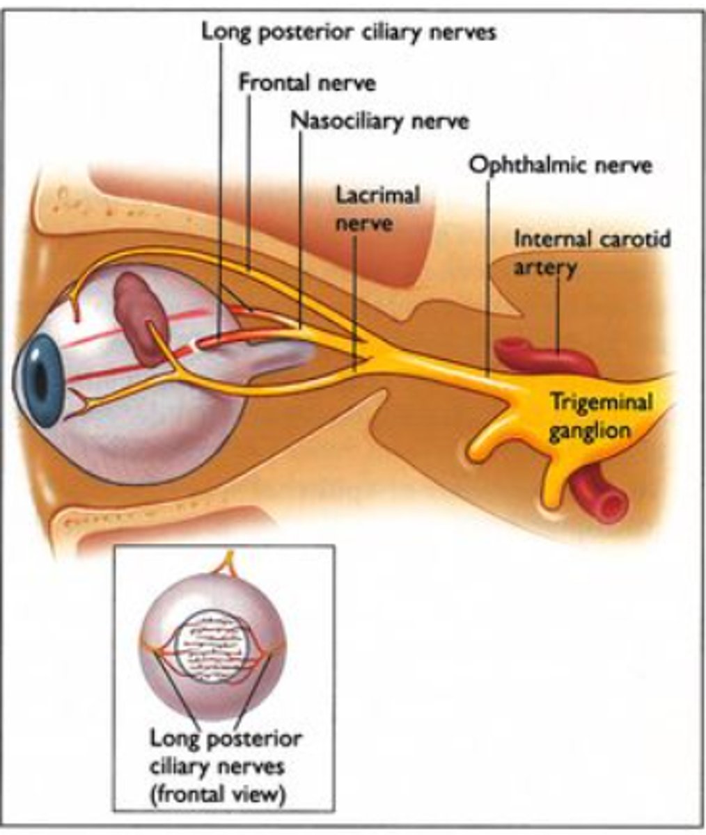 <p>nasociliary branch of ophthalmic nerve</p>