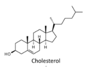 <ul><li><p><mark data-color="blue">derived from cholesterol</mark> and synthesized by <mark data-color="blue">smooth ER or mitochondria</mark></p></li><li><p>three classes of steroid hormones:</p><ul><li><p><mark data-color="yellow">mineralocorticoids </mark>like <mark data-color="yellow">aldosterone </mark>(electrolyte balance)</p></li><li><p><mark data-color="yellow">glucocorticoids </mark>like <mark data-color="yellow">cortisol </mark>(stress hormones)</p></li><li><p>reproductive hormones like <mark data-color="yellow">testosterone </mark>(sex-specific characteristics)</p></li></ul></li><li><p><mark data-color="blue">hydrophobic</mark>, made on demand and <mark data-color="blue">can diffuse through plasma membrane</mark>, can’t be stored</p></li><li><p>transported to target cell <mark data-color="blue">via carrier proteins</mark> (<mark data-color="yellow">albumin</mark>)</p></li><li><p>bind to intracellular or transmembrane receptors (<mark data-color="blue">usually intracellular</mark>)</p></li><li><p>name typically ends in <mark data-color="yellow">-one</mark></p></li></ul>