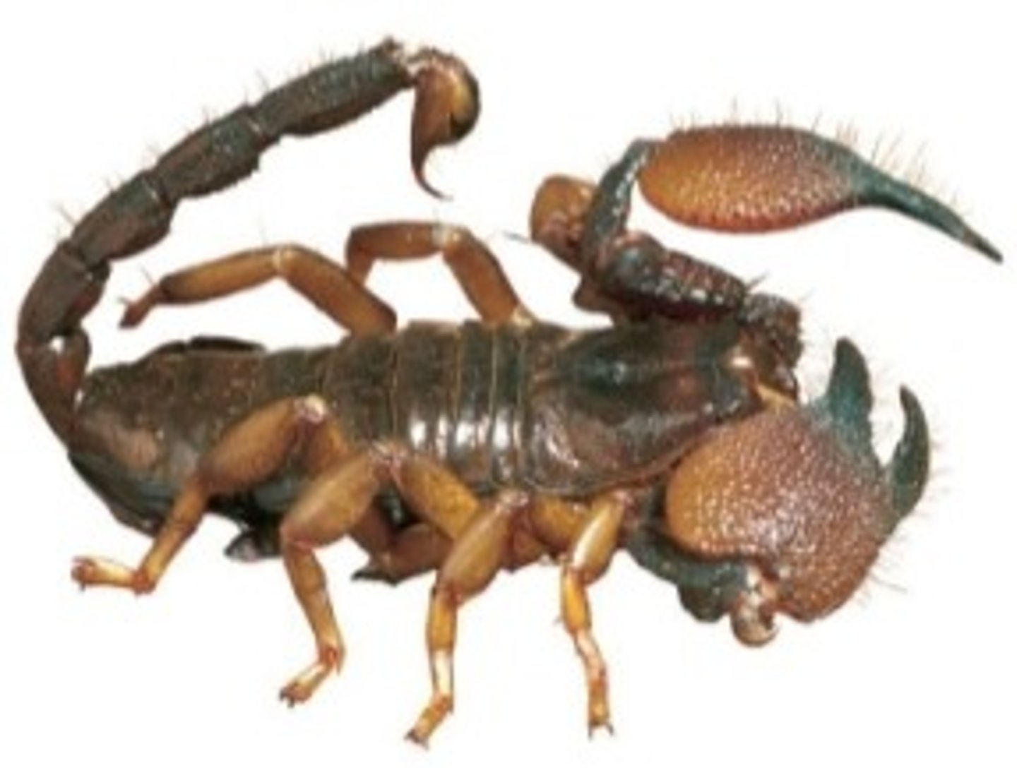 <p>examples: scorpions, spiders, ticks, and mites</p><p>- cephalothorax has 6 pairs of appendages: chelicerae, pedipalps, and 4 pairs of walking legs</p><p>- abdomen contains internal organs</p>