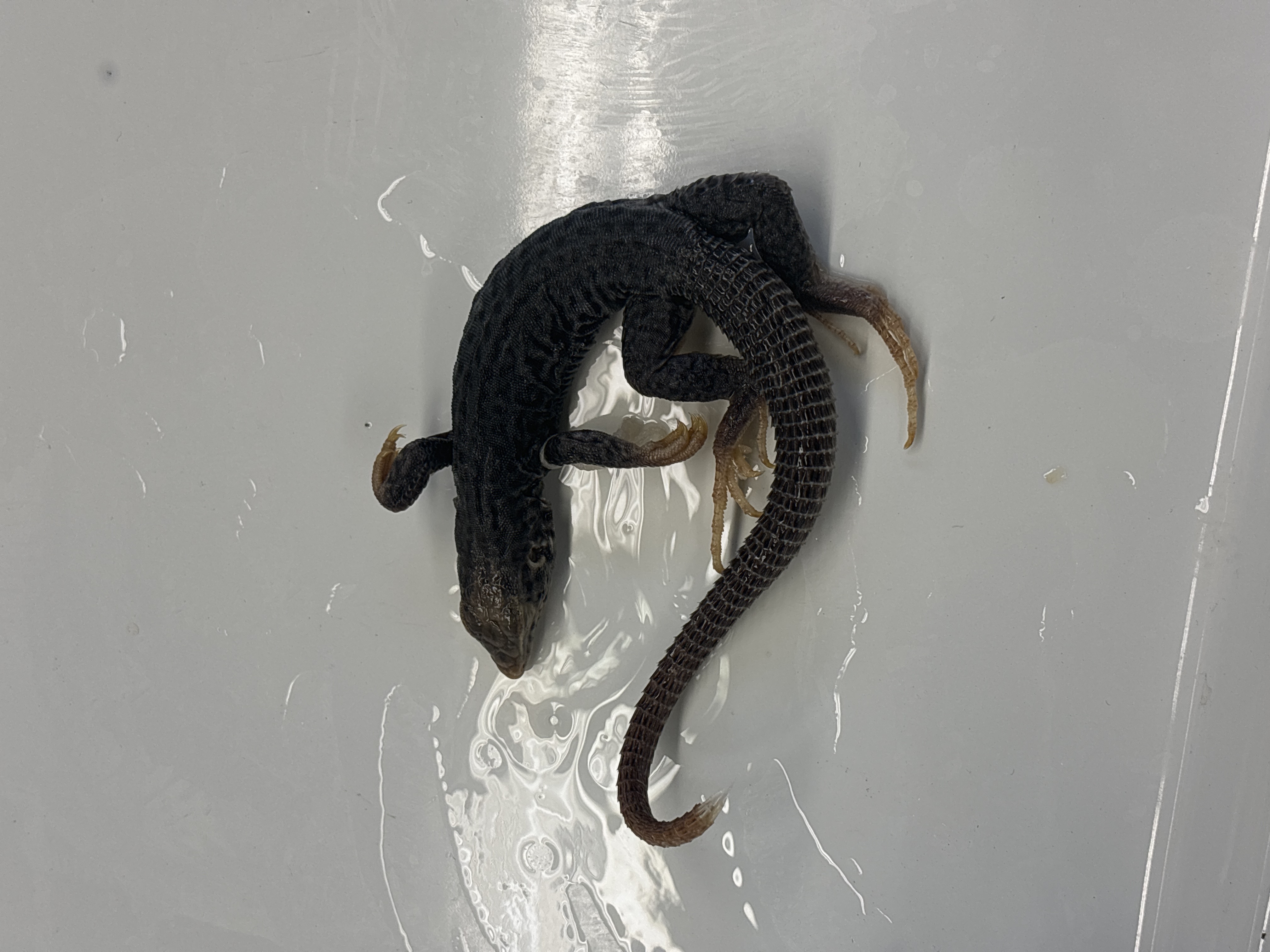<p>Aspidoscelis tigris</p>