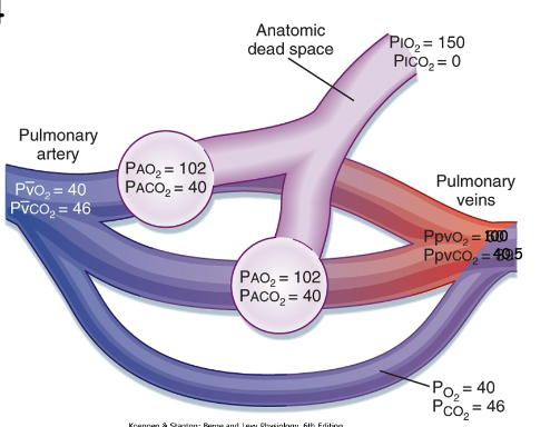 <p>difference between <strong>alveolar gas + mixed arterial blood</strong> even after complete equilibration, due to small amount of blood bypassing alveoli + not becoming oxygenated → combining w/ oxygenated blood, diluting the O<sub>2</sub></p>