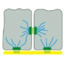 <p>connect cells to each other or the extracellular matrix</p>
