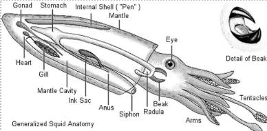 <p>Domain Eukarya</p><p>Phylum Mollusca</p><p>Class Cephalopoda</p><p>Genus <em>Loligo </em>(Common Squid)</p>