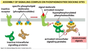<p class="Paragraph WhiteSpaceCollapse SCXP65126132 BCX8" style="text-align: left;"><span><span>3) Transient: modification of plasma phospholipid molecules</span></span><span style="line-height: 0px;"><span></span></span></p><p></p>