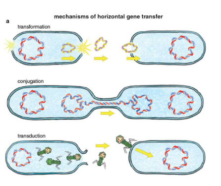 <ul><li><p>Mobile genomic elements (transposons)</p></li><li><p>Horizontal gene transfer (conjugation, transformation, and transfection)</p></li><li><p>DNA replication, transcription, and translation</p></li><li><p>Gene/protein function</p></li><li><p>Principles of transcription regulation (e.g. Lac operon)</p></li><li><p>Signal transduction mechanisms (e.g. two component systems)</p></li><li><p>Metabolic pathways (e.g. respiration) and networks</p></li><li><p>Tools for recombinant technology</p></li><li><p>Evolution</p></li><li><p>Cellular differentiation</p></li><li><p>And many more …</p></li></ul><p></p>