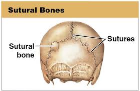 <p><span>small bones found in the sutures of certain cranial bones, vary in number between people not all people have them</span></p>