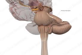 <p>The most caudal subdivision of the brainstem that is continuous with the spinal cord. The medulla lies in the posterior cranial fossa. CN IX, X, and XII are associated with the medulla, whereas CN VI–VIII are associated with the junction of the pons and medulla</p>