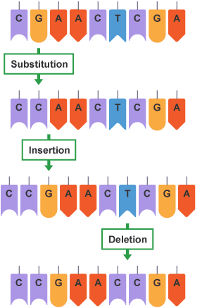 <ul><li><p>Point mutations: When one nitrogen base is <u>substituted</u> for a different nitrogen base. </p></li><li><p>Frameshift mutations: Caused by <u>insertion</u> of an extra nitrogen base or a <u>deletion</u> of a nitrogen base. Shifts the ‘reading frame’.</p></li></ul><p></p>