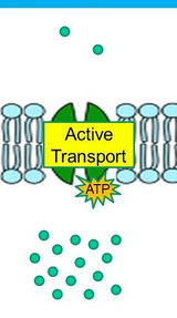 <p>Active Transport</p>
