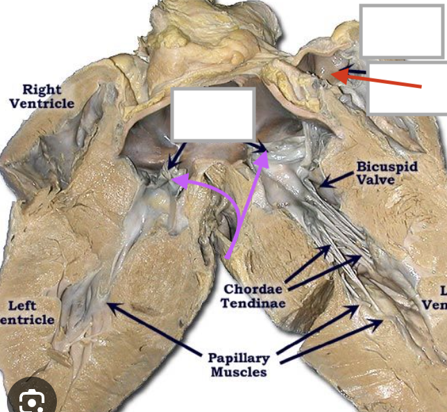 <p>best pic i could find, purple arrows (left ventricle —&gt; aorta —&gt; body)</p>