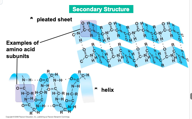 <p>typical secondary structures area coil called</p>