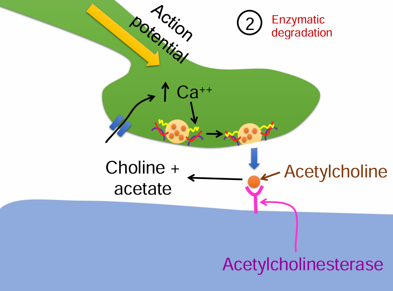 <ol><li><p>Action potential triggers Ca²⁺ influx into the presynaptic terminal.</p></li><li><p>Vesicles release <strong>acetylcholine (ACh)</strong> into the synaptic cleft.</p></li><li><p>ACh binds to receptors but is then rapidly broken down by <strong>acetylcholinesterase</strong>.</p></li><li><p>ACh is split into <strong>choline + acetate</strong>.</p></li><li><p>Choline is taken back up and reused for new ACh synthesis.</p></li></ol><p></p>