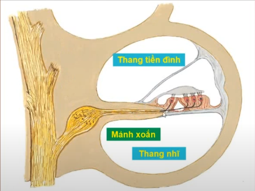 <p>Chi tiết nào chia ốc tai thành 2 phần nào ?</p>