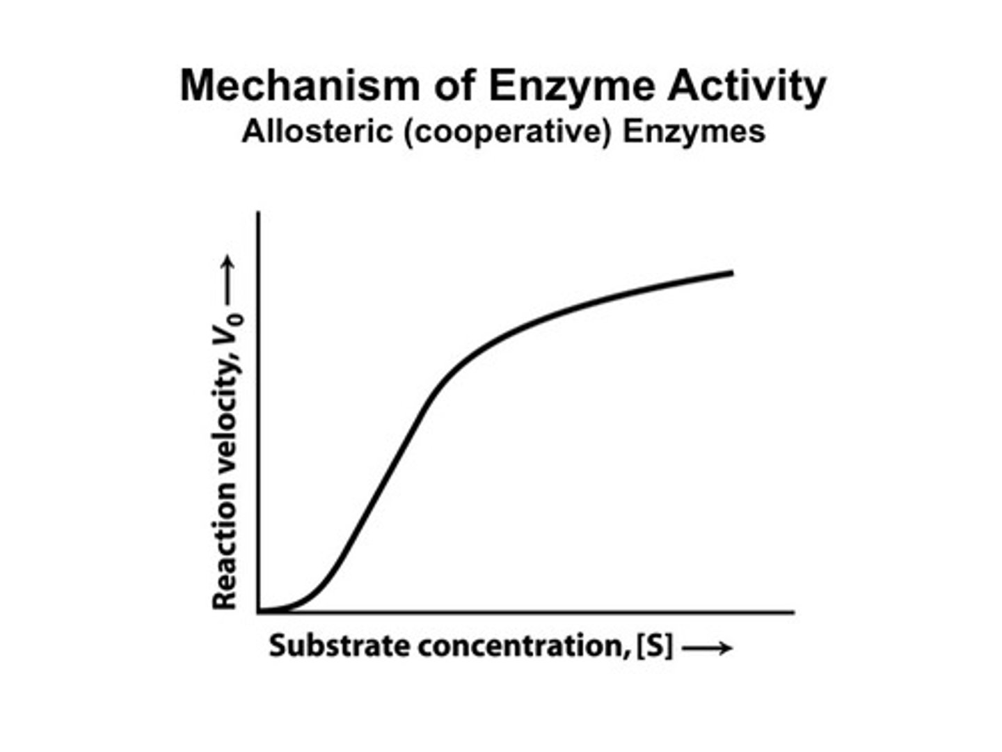 <p>...the faster the reaction until the enzyme becomes saturated.</p>