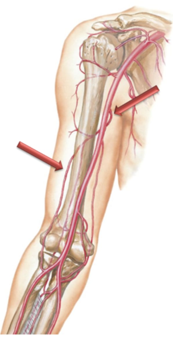<p>Arises as a large branch from the brachial artery and courses posterior to the humerus. It courses distally along the posterior surface of the arm between the medial and lateral heads of triceps brachii and supplies the posterior tissues of the arm.</p>