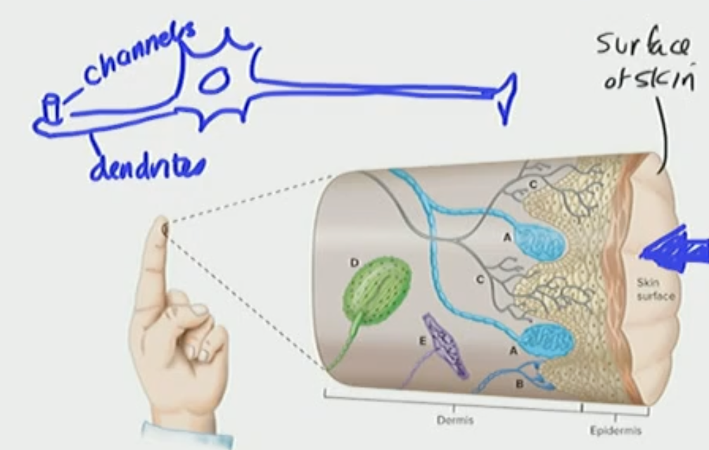 <p>What happens when you apply a stimulus to the dendrite</p>