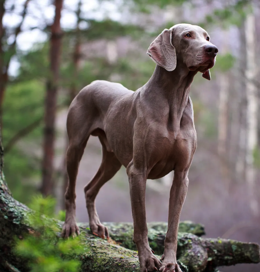 <p>Slanke en gestroomleinde hond</p>