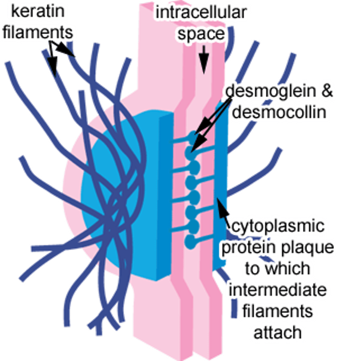 <p>- several cells thick, becoming more flat. </p><p>- keratin filaments (type of intermediate filament of the cytoskeleton) bundle to form tonofibrils. tonofibrils converge and attach to desmosomes which are the cell junctions of the keratinocytes.</p><p>- cells here are no longer capable of cell division. </p>