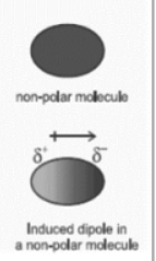 <p>A temporary separation of charge in an atom or molecule caused by a nearby charged particle.</p>