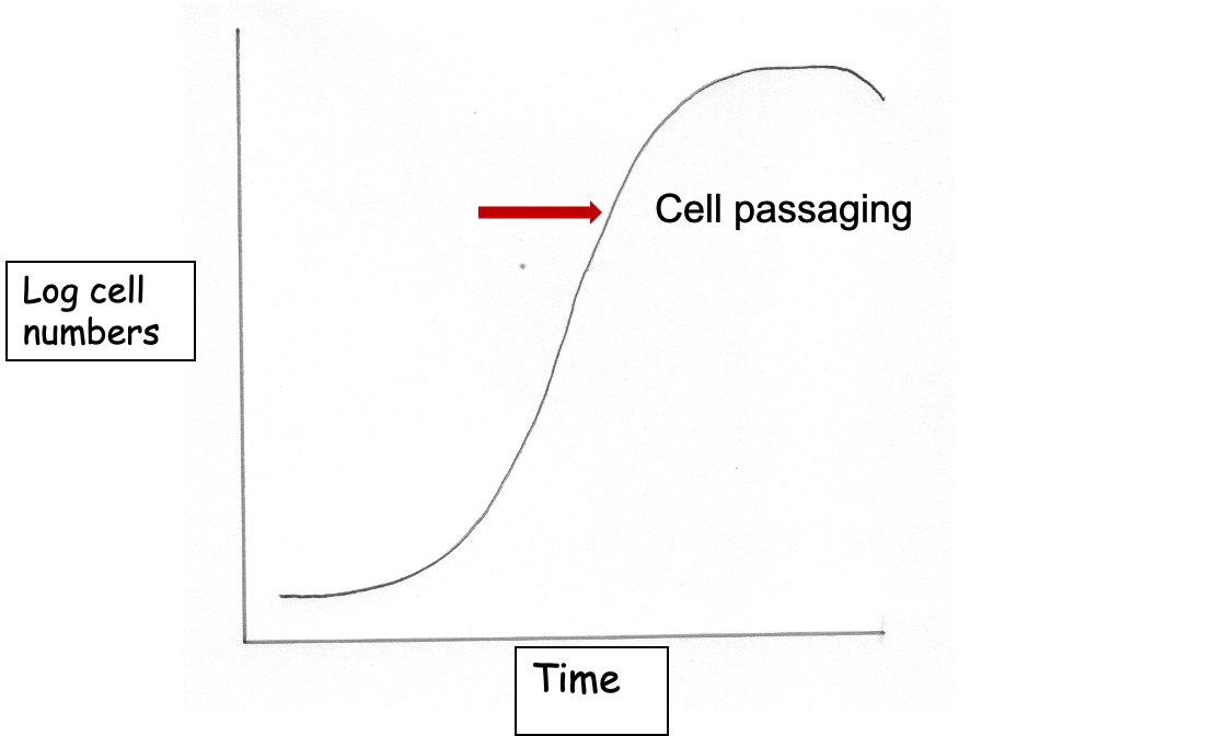 <p>transferring a portion of cells into a new flask </p>