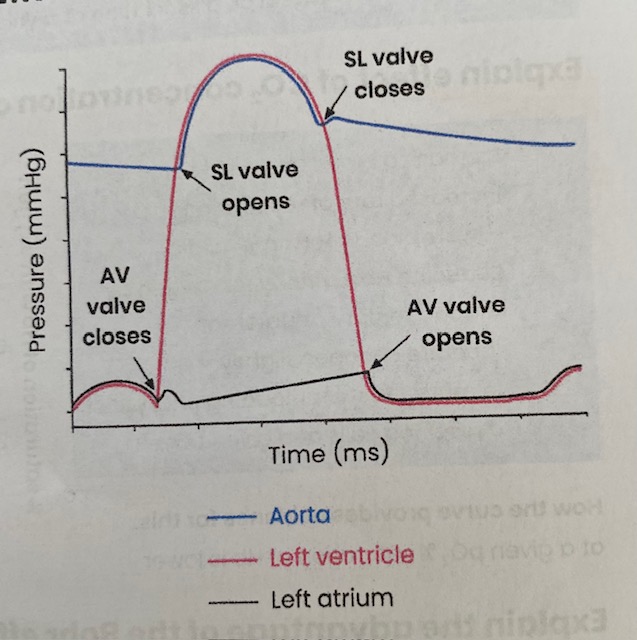 <p><strong>SL valves closed</strong>:</p><ul><li><p>Pressure in … <strong>artery higher</strong> than in <strong>ventricle</strong></p></li><li><p>to <strong>prevent backflow</strong> of blood from artery to ventricles </p></li></ul><p><strong>SL valves open</strong>:</p><ul><li><p>When pressure in <strong>ventricle</strong> is <strong>higher</strong> than in … <strong>artery</strong></p></li><li><p>so blood flows from <strong>ventricle</strong> to <strong>artery </strong></p></li></ul><p><strong>AV valves closed</strong>:</p><ul><li><p>Pressure in <strong>ventricle higher</strong> than <strong>atrium</strong></p></li><li><p>to <strong>prevent backflow</strong> of blood from ventricles to atrium </p></li></ul><p><strong>AV valves open</strong>:</p><ul><li><p>When pressure in <strong>atrium</strong> is <strong>higher</strong> than in <strong>ventricle</strong></p></li><li><p>so blood flows from <strong>atrium </strong>to <strong>ventricle </strong></p></li></ul><p></p>