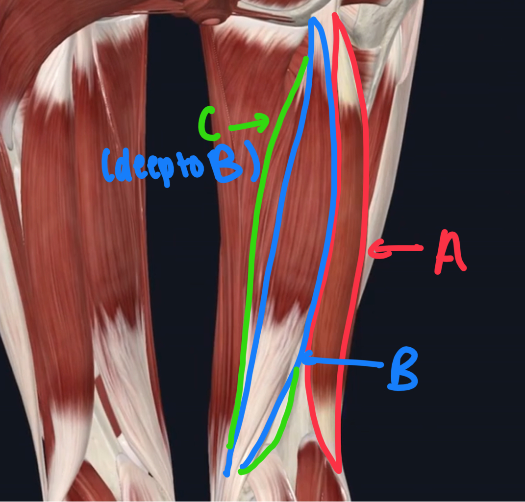 <p>Name these posterior muscles of the upper leg. </p>