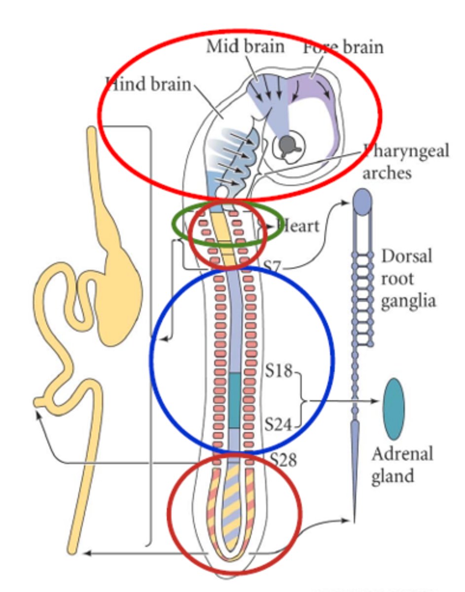 <p>Parasympathetic nerves of the gut<br>(enteric nervous system)</p>