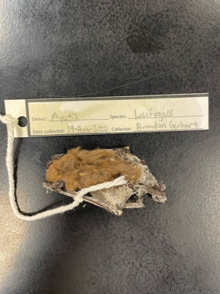 <p>Family: Vespertilionidae</p><p>Genus & Species: Myotis lucifugus</p>