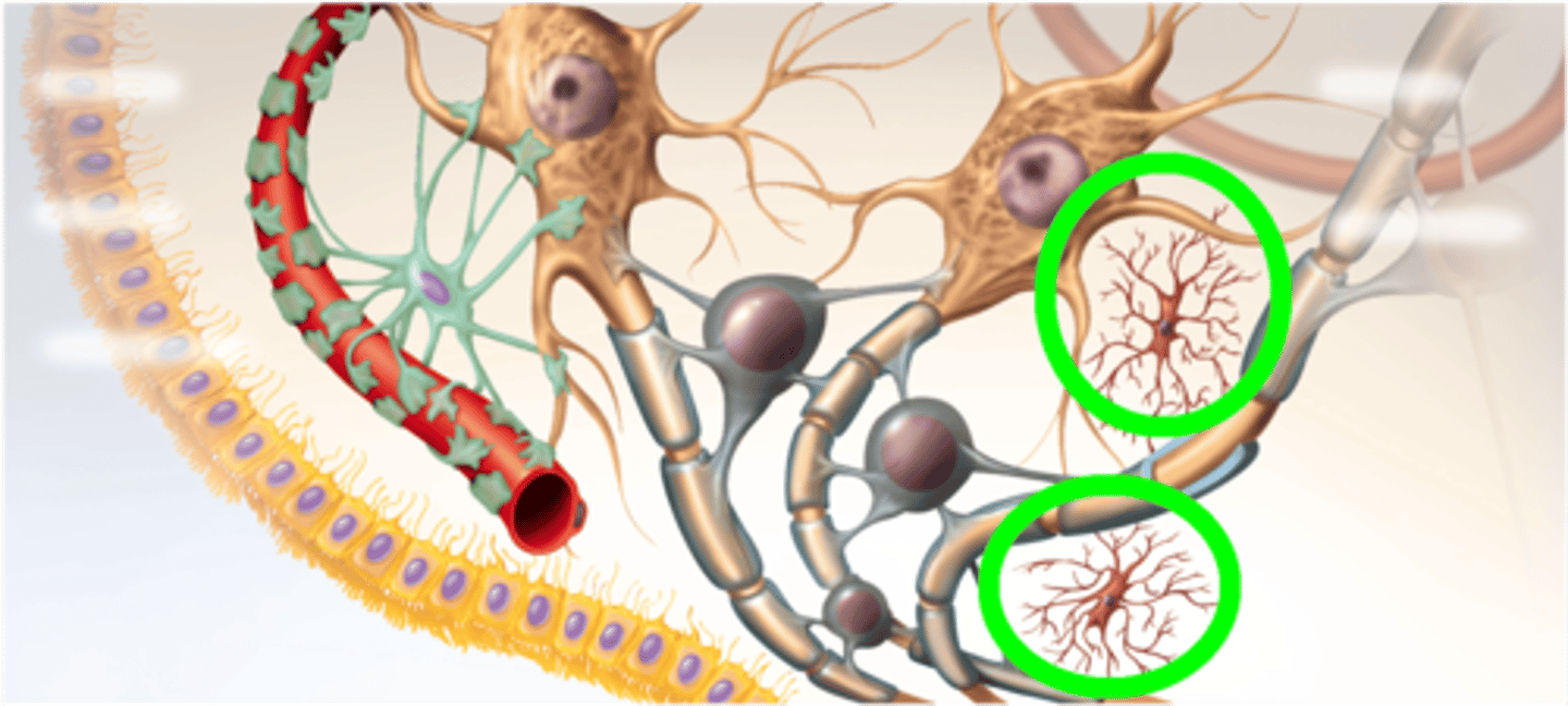 <p>Type of glial cell that is tiny and mobile and clean sites of injury</p>