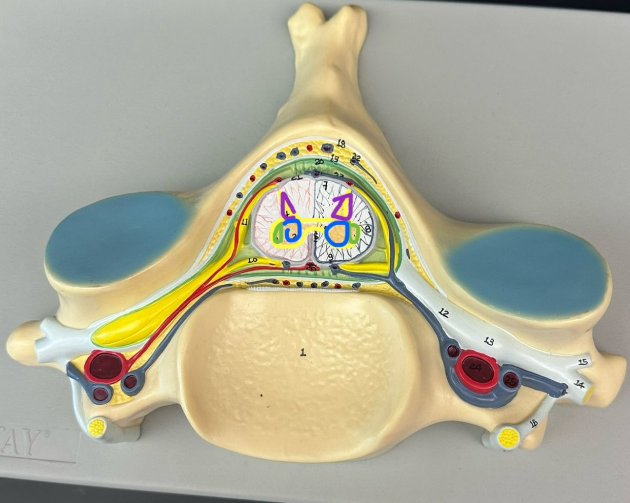 <p>What do the purple circles indicate on the spinal cord?</p>