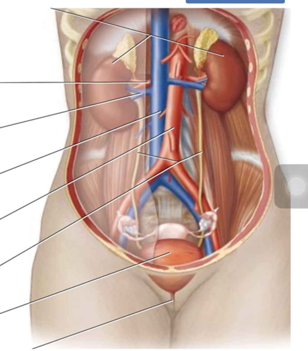 <p>Urinary System Anatomy</p><p class="p1">Label the parts of the urinary system and surrounding structures.</p><p class="p1"></p><ul><li><p class="p1">Ureters</p></li><li><p class="p1">Urinary bladder</p></li><li><p class="p1">Inferior vena cava</p></li><li><p class="p1">Kidneys</p></li><li><p class="p1">Renal artery</p></li><li><p class="p1">Renal vein</p></li><li><p class="p1">Descending abdominal aorta</p></li><li><p class="p1">Urethra</p></li></ul><p></p>