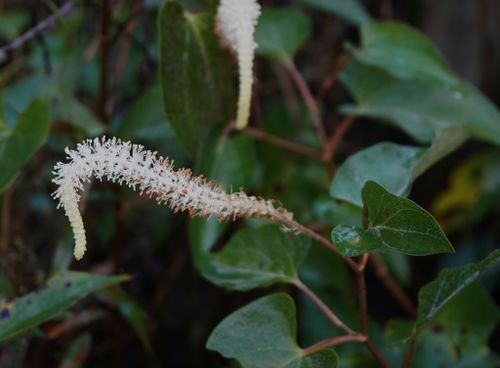 <p>Typically found in shallow water, alt simple cordate leaf, flowers lack calyx or corolla and in drooping white spike</p>