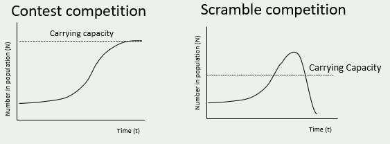 <p>Contest</p><ul><li><p>Leads to regulation to carrying capacity</p></li><li><p>Individuals compete for resource but one outcompetes the other and monopolises the resource</p></li><li><p>The outcome is unequal asymmetrical</p></li><li><p>Winners obtain all needs for survival and reproduction</p></li><li><p>Losers get less than needed for reproduction and even survival</p></li><li><p>So surviving individuals represent those that remain as a result of the population being regulated and the population being at the stable/steady level at or around the carrying capacity ‘K’</p></li></ul><p>Scramble</p><ul><li><p>As population size increases all individuals have access to and acquire food resource</p><p>All are affected in the same way</p><p>Reaches a point where population gets very high and resources are very limited</p><p>Leads to growth, reproduction and survival drop and population crashes</p><p>Boom and bust where the carrying capacity is exceeded and then can drop below the potential K</p><p>Populations can even go locally extinct in extreme examples</p><p>So scramble competition occurs when all individuals in the population can acquire resource and all suffer the negative effects of competition</p></li></ul><p></p>