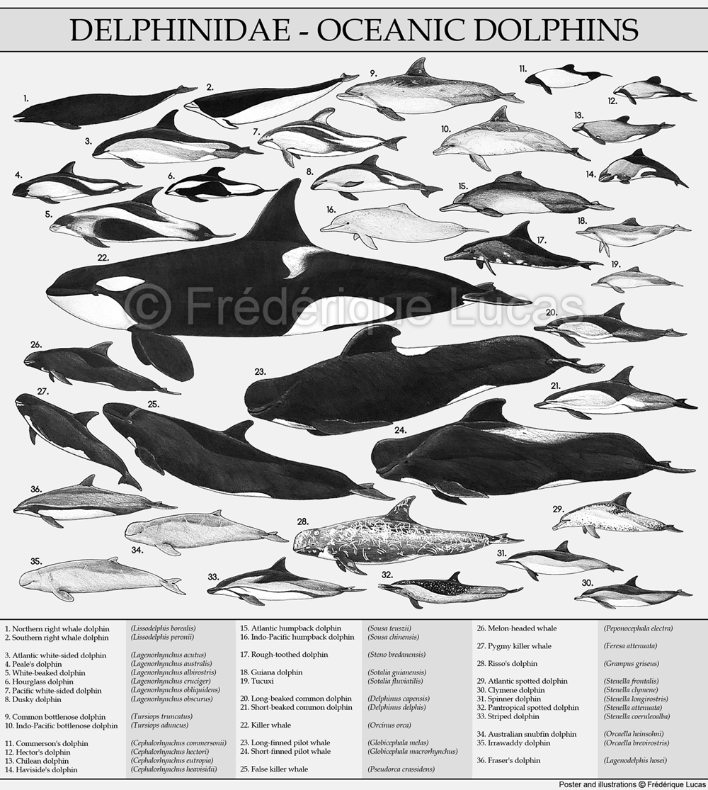 <p>Dolphins</p>