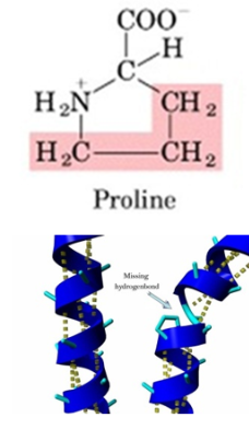 <p><span>Proline</span></p><ul><li><p><span>Proline has its aliphatic side chain bonded back onto the α-amino group and does not fit nicely into any class because it is cyclic.&nbsp;&nbsp;</span></p></li><li><p><span>Proline is conformationally rigid. This rigidity of the ring plays a critical role in protein structure. Proline is usually found at bends in the polypeptide</span></p></li></ul><p></p>