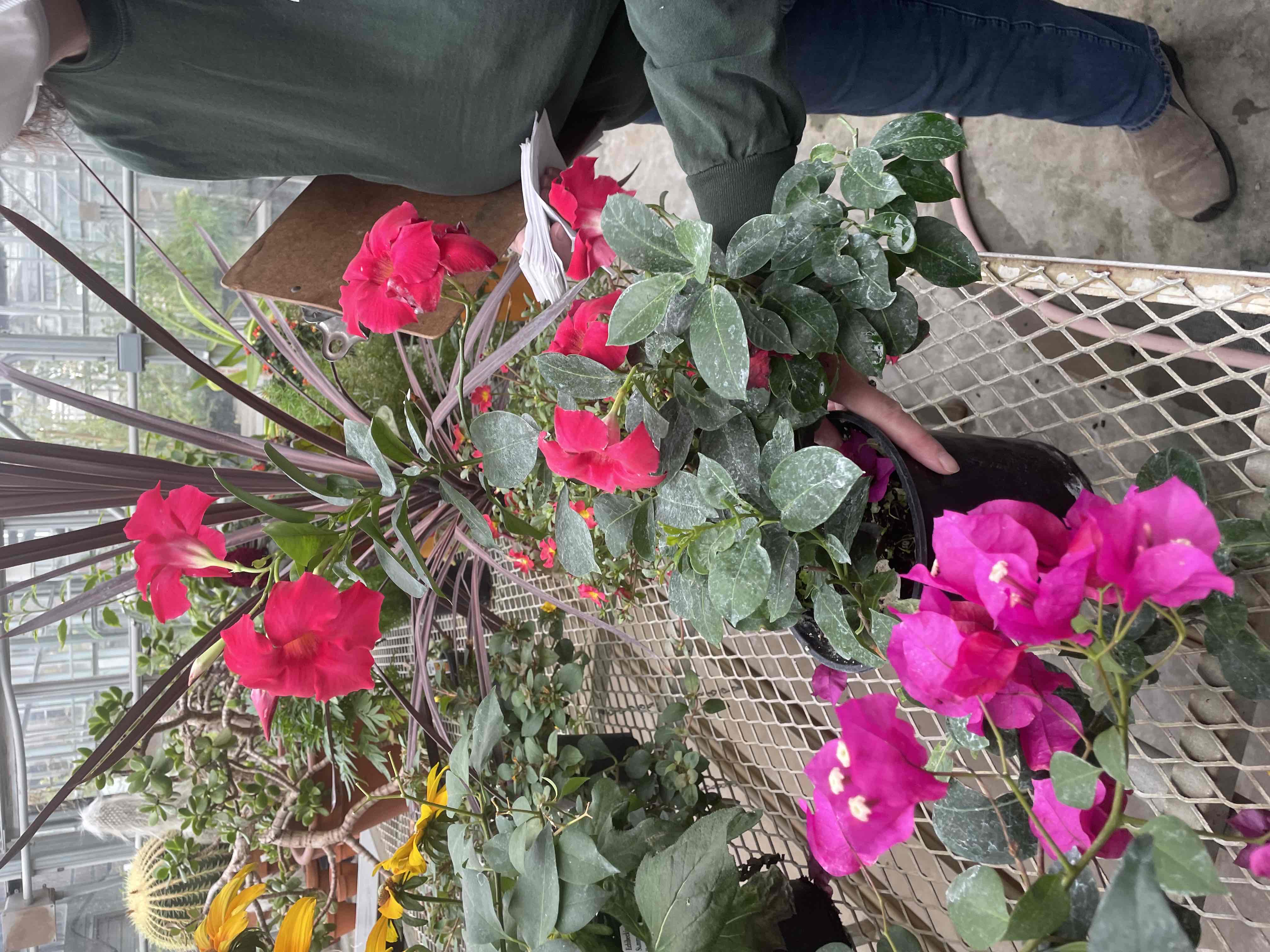 <p>Mandevilla sanderi</p>