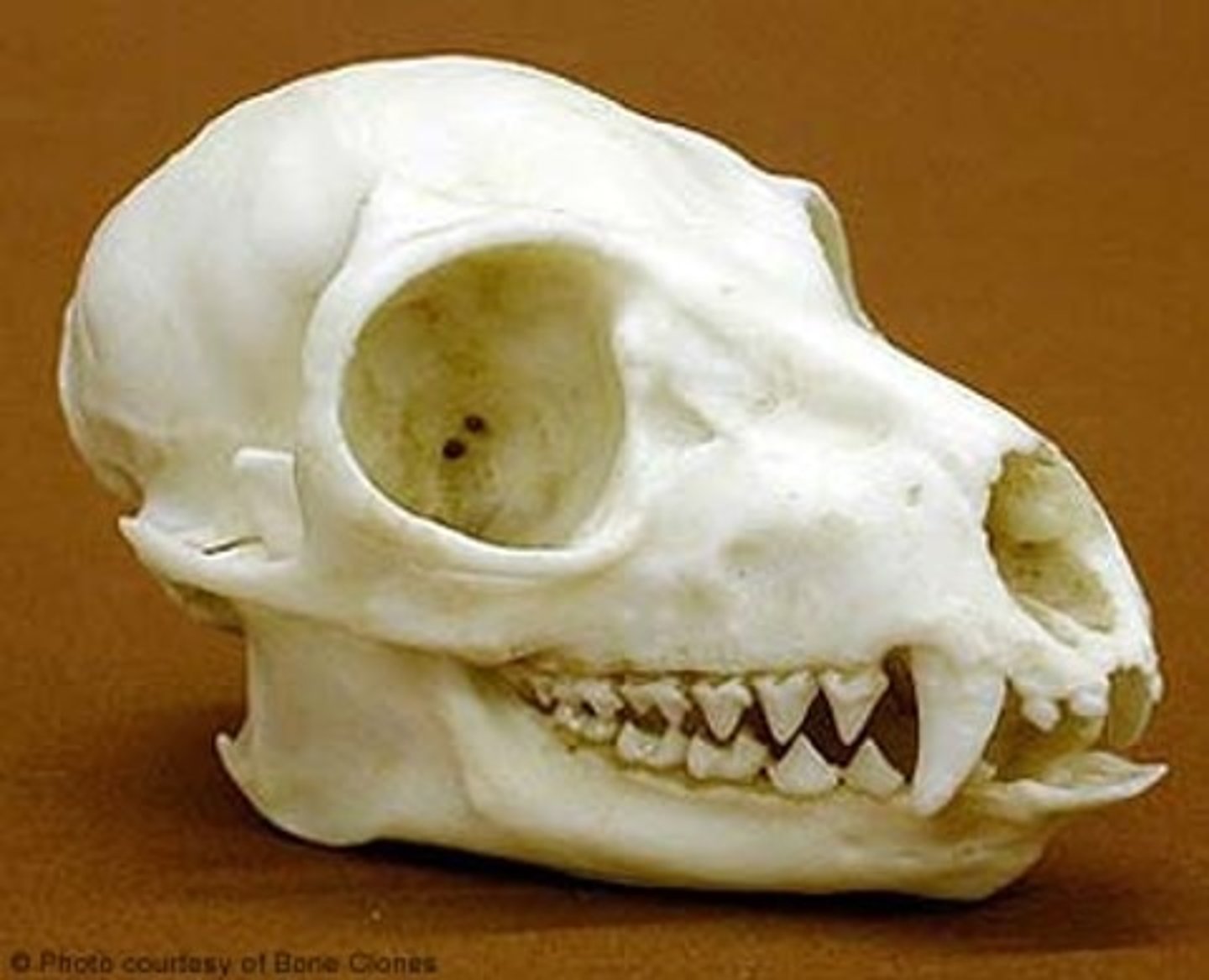 <p>this ___ has (not family):</p><p>-Post orbital BAR</p><p>-rinarium (naked nose)</p><p>-median diastema (gap tooth)</p><p>-tooth comb</p><p>-AS, AF, MA</p>