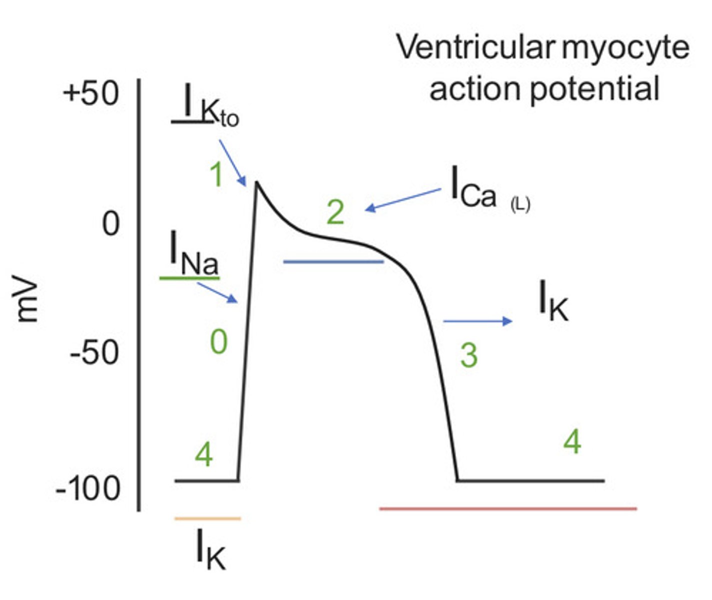 knowt flashcard image
