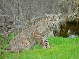 <p>Mammalia,&nbsp;Carnivora, Felidae</p><p>Lynx rufus</p><p></p>